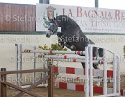 Berlin dei Folletti TosTour2013- S5 3009 : Arezzo, Arezzo Equestrian Centre, Berlin dei Folletti, Cavalli d'Italia, Toscana Tour 2013, foto di Stefano Secchi ©